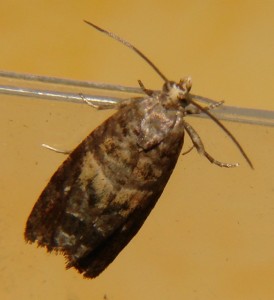 DSC03339.JPG