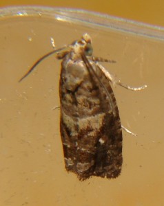 DSC03338.JPG