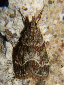 DSC03275.JPG