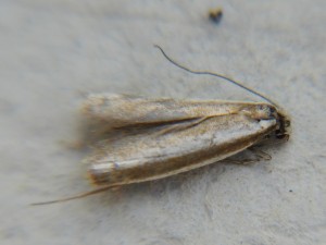 DSC03325.JPG