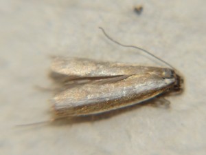 DSC03324.JPG