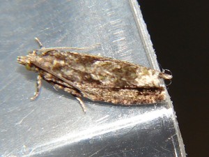 DSC03286.JPG