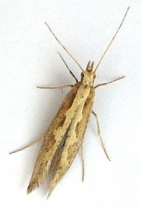 plutella.JPG