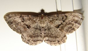 DSC03385.JPG