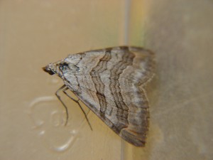DSC03394.JPG