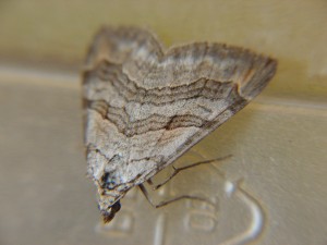 DSC03393.JPG