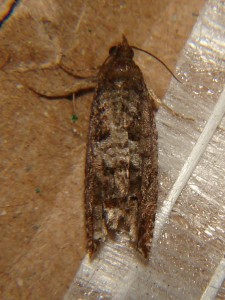 DSC03415.JPG