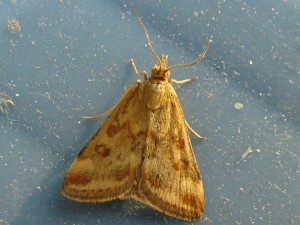 Pyrausta despicata (Carvin).JPG