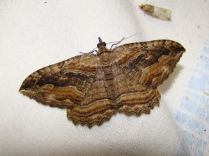Philereme transversata (Berck).JPG