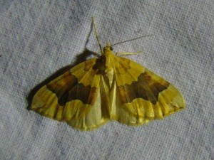 Cidarie fulvata (Avion).JPG