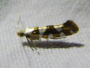 DSC02082.JPG