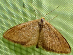 Minoa murinata (Avion).JPG