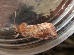 Cosmia pyralina (Avion).JPG