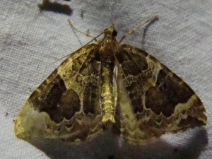 Eustroma reticulatum (Avion).JPG