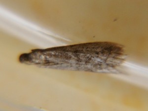 Pyrale (8).JPG