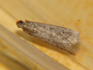 Pyrale (7).JPG