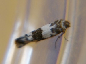 DSC03494.JPG