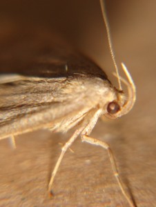 DSC03516.JPG