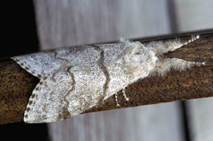 _ICT40522-2.jpg