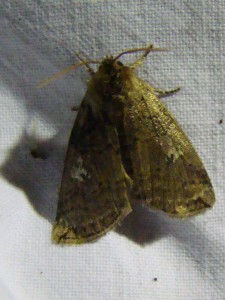 DSC02156.JPG
