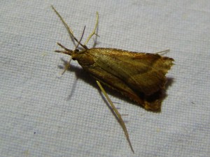 Synaphe punctalis (Avion).JPG