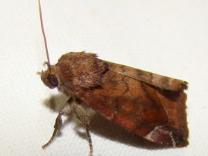Cosmia pyralina (Avion) - 3.JPG