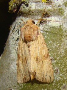 Apamea lithoxylaea (Berck).JPG