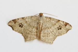 Copie de IMG_7465.jpg