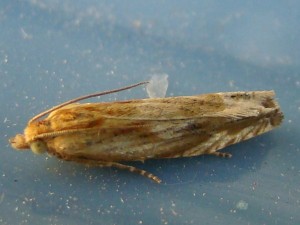 Eucosma (Carvin).JPG