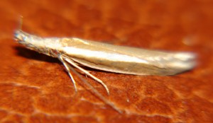 DSC03609.JPG
