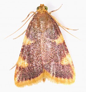 Hypsopygia costalis -12-07-2010.JPG