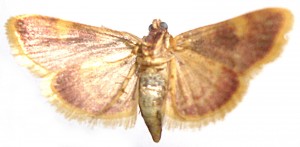 Hypsopygia costalis -12-07-2010 (1).JPG