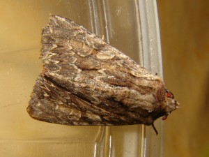 DSC03347.JPG