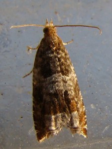 Epinotia demarniana (Carvin).JPG