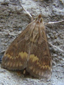 Ostrinia nubilalis (Carvin).JPG
