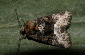 Liste 2187 Oligia strigilis Teulier Emilien Albias 82 13052010.jpg