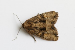 Copie de IMG_7565_edited.jpg