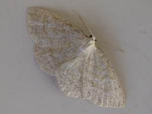 Cabera exanthemata (Carvin).JPG