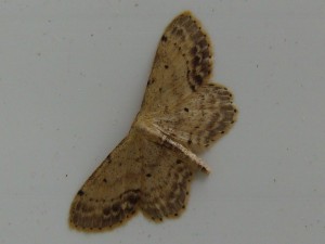 Idaea biselata (Carvin).JPG