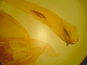 Image 050.jpg