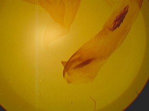 Image 058.jpg