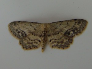 Idaea biselata (carvin).JPG