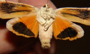 DSC03720.JPG