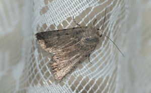 Autophila dilucida-2160.jpg