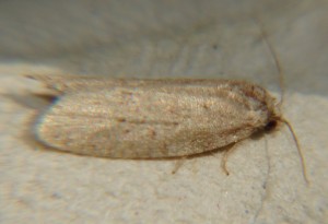 DSC03700.JPG