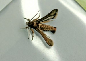 IMG_2449.jpg