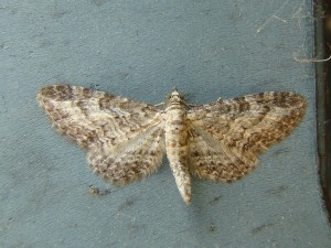 Eupithecia (Carvin).JPG