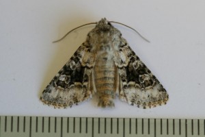 Copie de IMG_7639.jpg