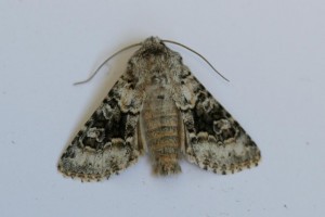 Copie de IMG_7645.jpg