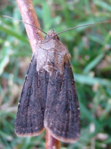 Graphiphora augur (carvin).JPG
